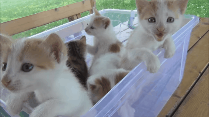 gatinhos (Foto: Reprodução/ YouTube)