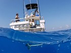 Brasileiro mergulha no Havaí com tubarões ameaçados de extinção