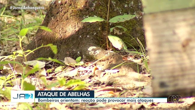 Bombeiros orientam como reagir em caso de ataques de abelhas
