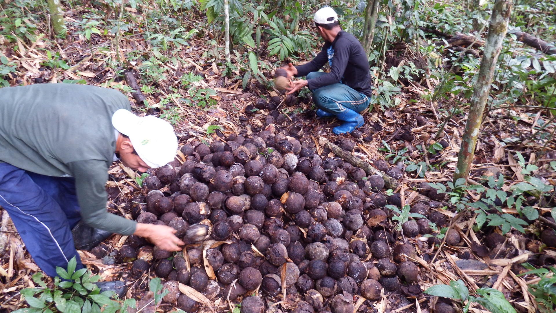 Coleta de castanha-da-amazônia na Reserva Extrativista Cazumbá-Iracema, no Acre. (Foto: IPE)