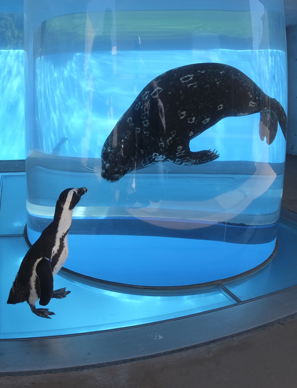 Pinguim-africano observa foca em um aquário no Hakkeijima Sea Paradise, fechado em meio à pandemia de coronavírus (COVID-19), em Yokohama, no Japão — Foto: Kazuhiro Nogi/AFP