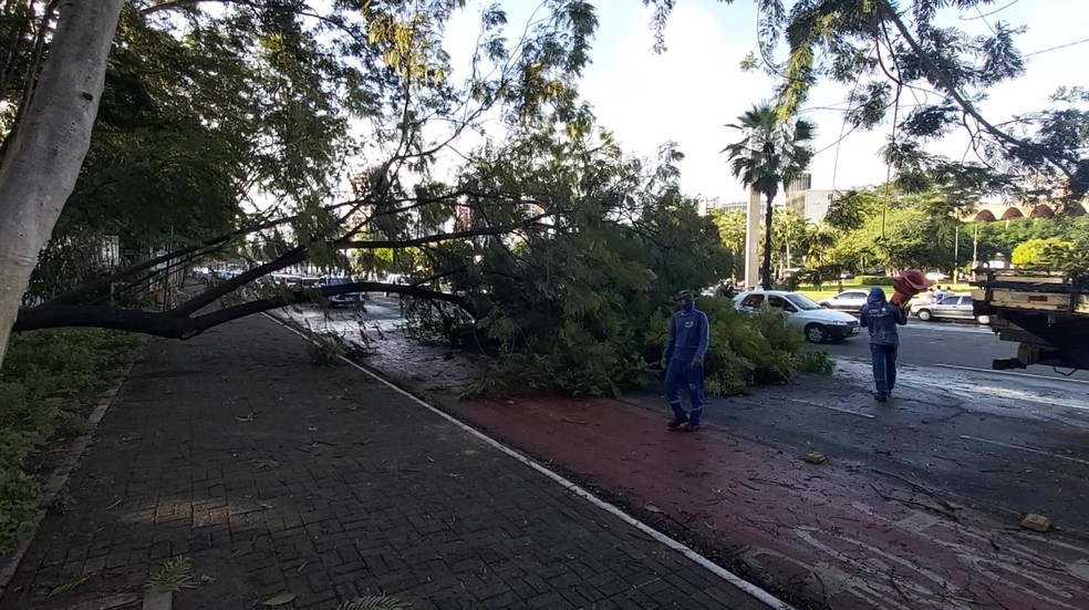 Equipe retira galhos de árvore caída na Avenida Marechal Castelo Branco, em Teresina — Foto: Reprodução/TV Clube