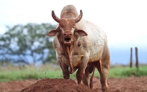 Conheça o primeiro brasileiro a atuar como salva-vidas no mundial de  rodeios nos EUA - Revista Globo Rural