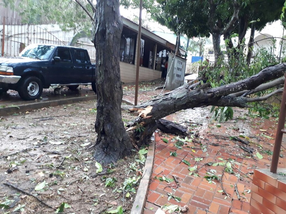Tronco de árvore partiu durante temporal (Foto: Reprodução WhatsApp)