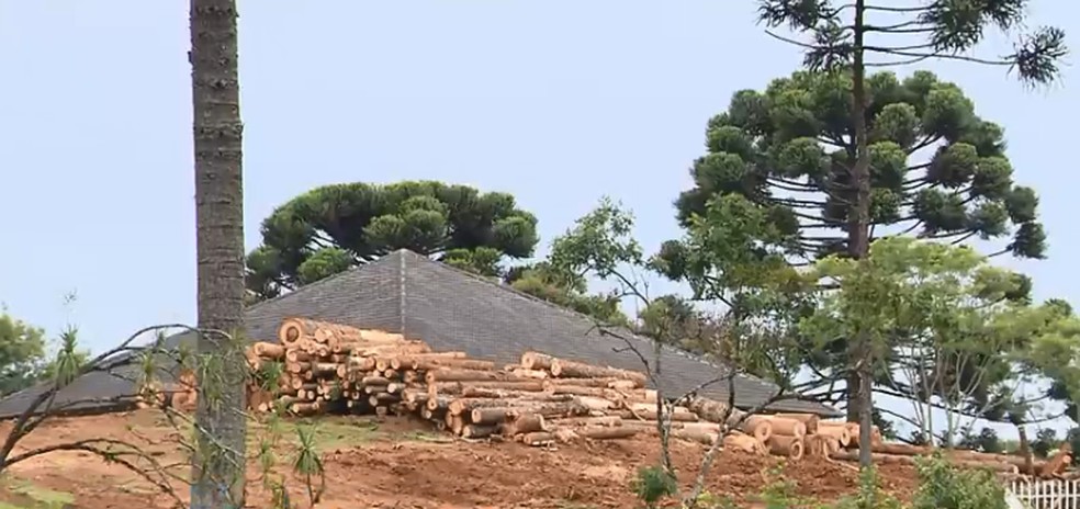 IAT autoriza que empresa corte 600 árvores, sendo 172 araucárias — Foto: Reprodução/RPC 