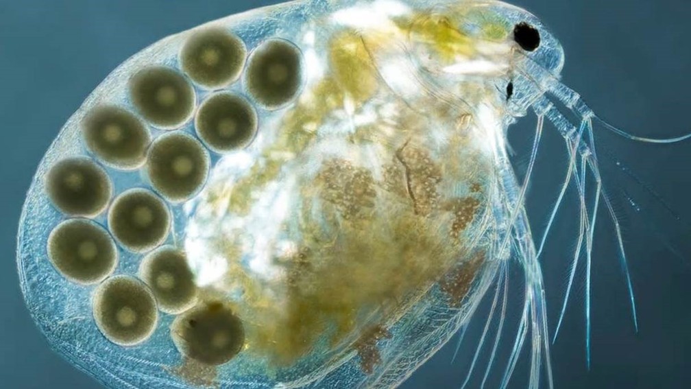 Uma fêmea da espécie Simocephalus, um tipo de pulga-d'água (Cladocera). Trata-se de um crustáceo que vive na água doce (Foto: HAKEN KVARNSTROM/Royal Photographic Society)