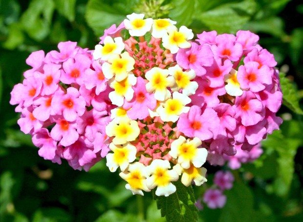 As lantanas possuem flores de coloração variada que lembram um pequeno buquê (Foto: Pixabay /  JamesDeMers / CreativeCommons)