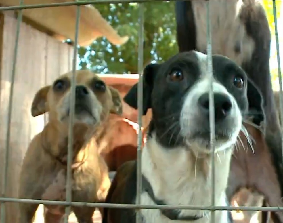 Animais resgatados que vivem em abrigo no interior do Rio Grande do Sul (Foto: Reprodução/RBS TV)