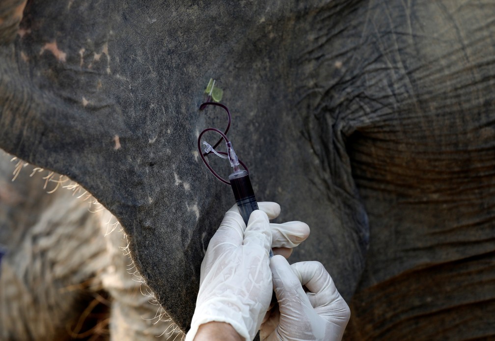 Amostra de sangue é tirada de elefante em hospital especial na Índia — Foto: REUTERS/Anushree Fadnavis