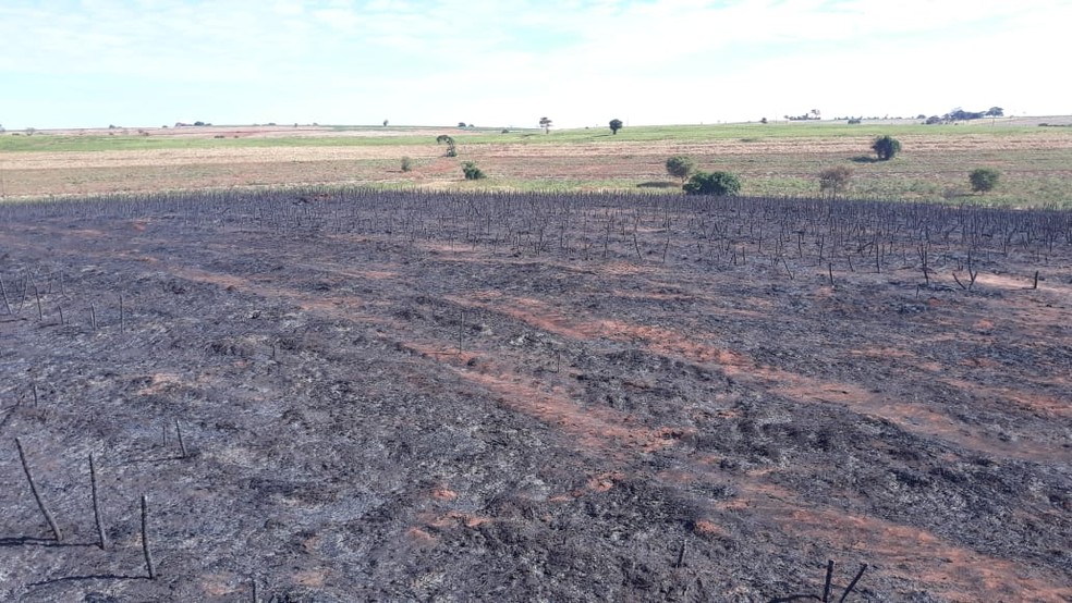 Polícia Ambiental constatou queimada sem autorização em uma plantação de mandioca — Foto: Polícia Ambiental