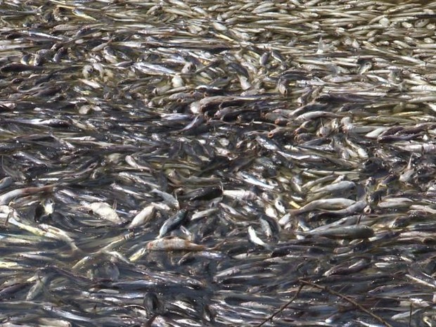 Peixes mortos na foz do Rio Jucu (Foto: Reprodução/ TV Gazeta)