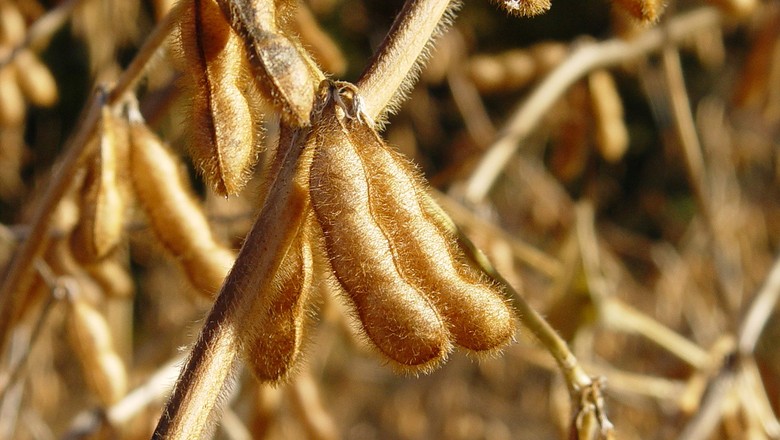 soja-grao-plantacao-colheita (Foto: Scott Robinson/CCommons)