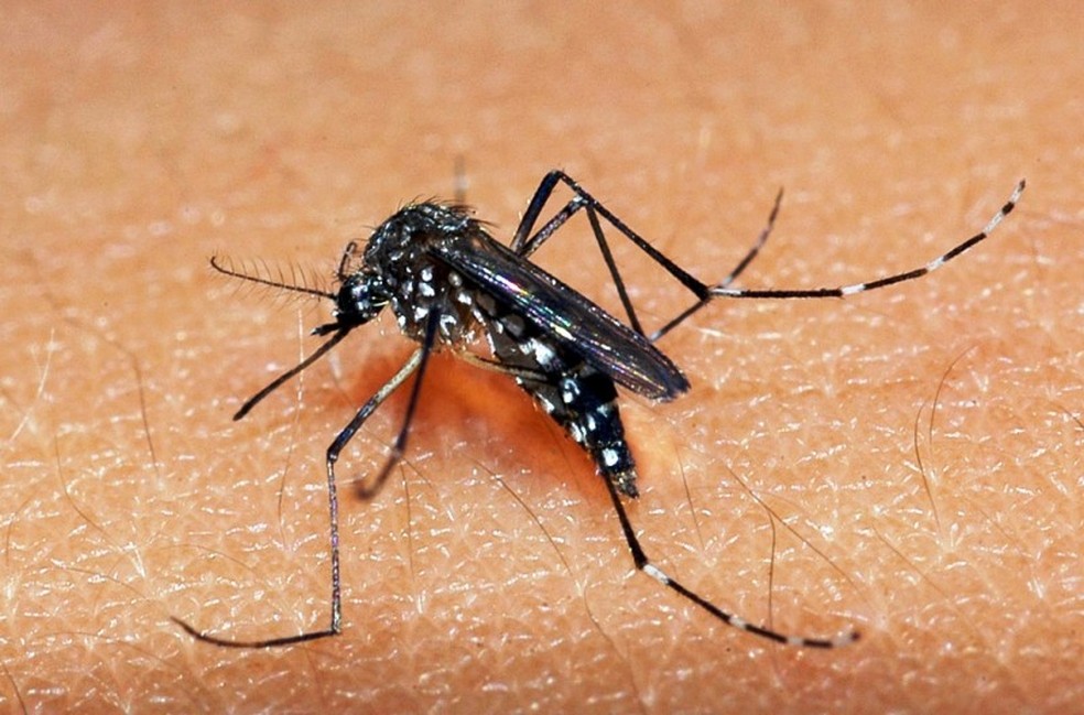 Mosquito Aedes aegypti transmissor da dengue, chikungunya e zika — Foto: Divulgação/Secretaria de Saúde 