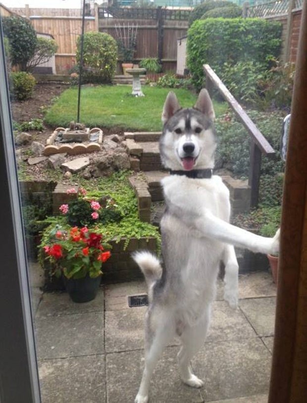 Cão foi fotografado em pé como se estivesse tentando abrir porta de vidro (Foto: Reprodução/Imgur/CalcdUncertainty ·)