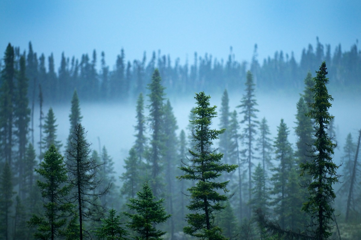 Florestas boreais estão entre as zonas que mais sofreram alterações ao longo do século 20 e deverão nos próximos anos com o avanço das mudanças climáticas (Foto: EnergyDesk)