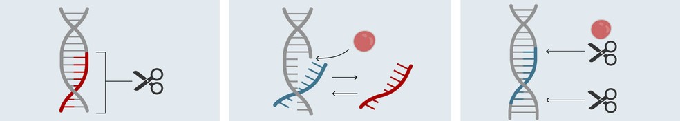 Técnica de edição genética Crispr foi descoberta em 2015 e mexeu com todas as perspectivas da comunidade científica. — Foto: Betta Jaworski/G1