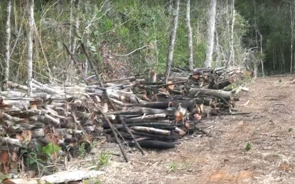 Foram encontrados cerca de 126 metros cúbicos de madeira no local — Foto: Reprodução/TV Bahia