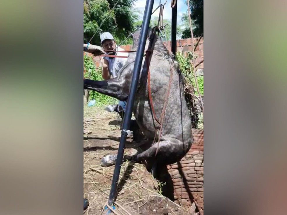 Cavalo que caiu em cacimba foi içado pelos bombeiros através de um sistema de ancoragem com um tripé e um conjunto de moitões, corda e mosquetões.  — Foto: Reprodução