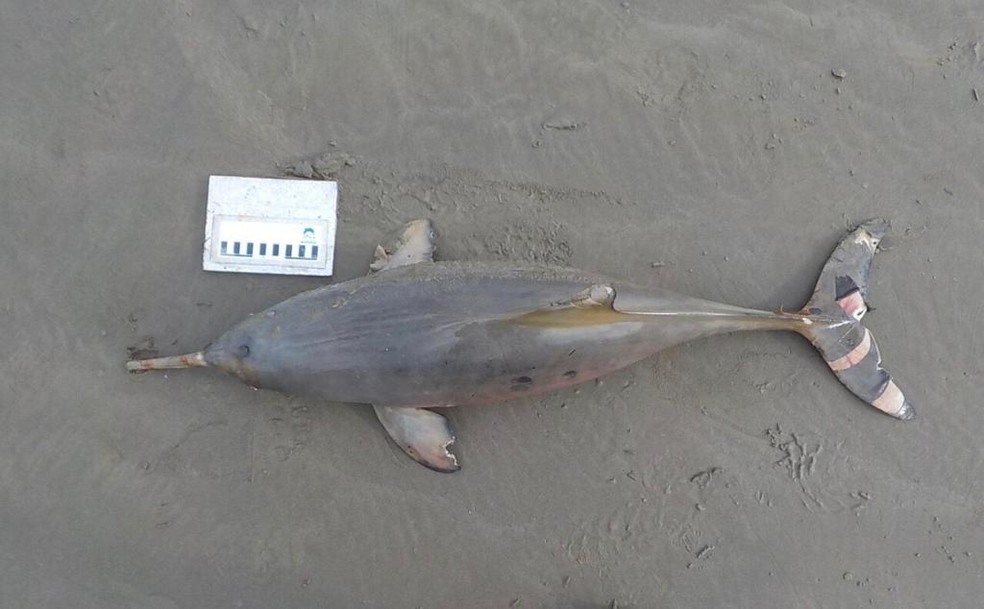 Golfinho da espécie toninha foi recolhido pelo Instituto Biopesca em praia que faz divisa com Praia Grande e Mongaguá — Foto: Divulgação/Instituto Biopesca