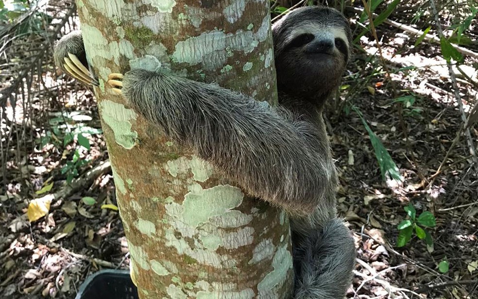 Bicho-preguiça foi resgatado pelos bombeiros na manhã desta segunda-feira (4) — Foto: Divulgação/Corpo de Bombeiros