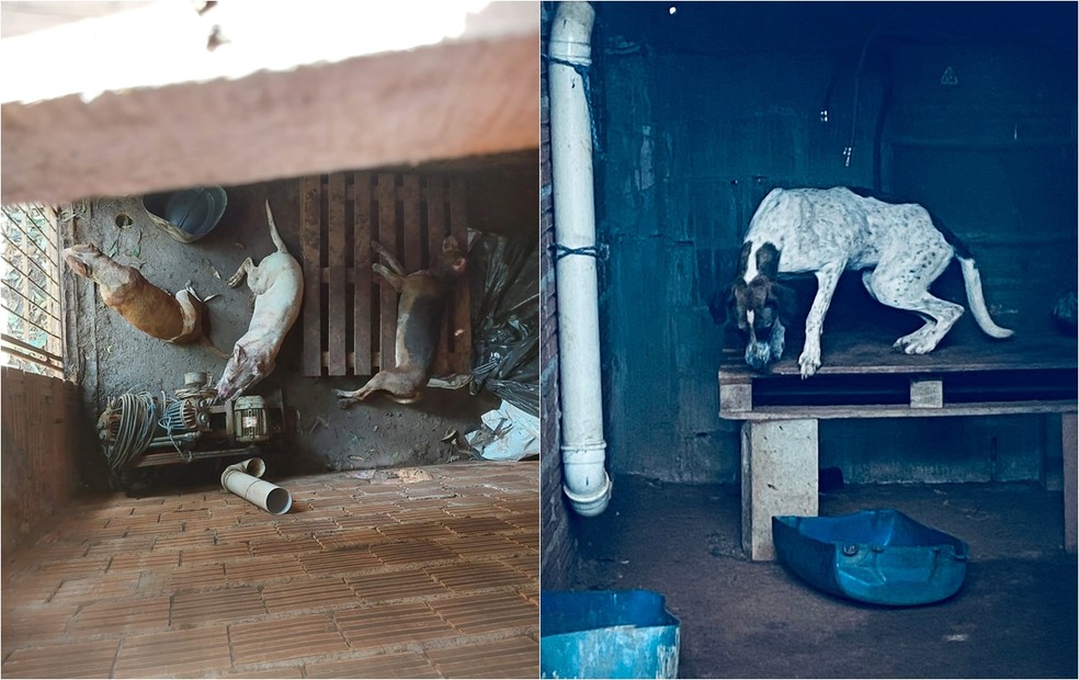 Cães resgatados no condomínio Parque do Sabiá em São José do Rio Preto (SP) — Foto: Secretaria do Bem-Estar Animal/Divulgação