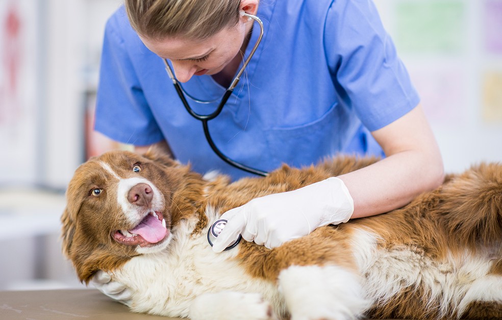 Mestrado da Ã¡rea de VeterinÃ¡ria da Uniube estÃ¡ com inscriÃ§Ãµes abertas â Foto: Arquivo