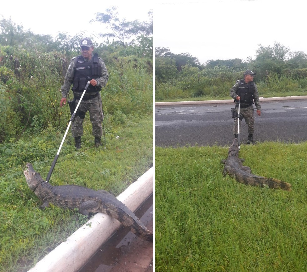 Polícia Militar resgata tamanduá-mirim, jacaré e cobras em casas de Teresina — Foto: Polícia Militar Ambiental