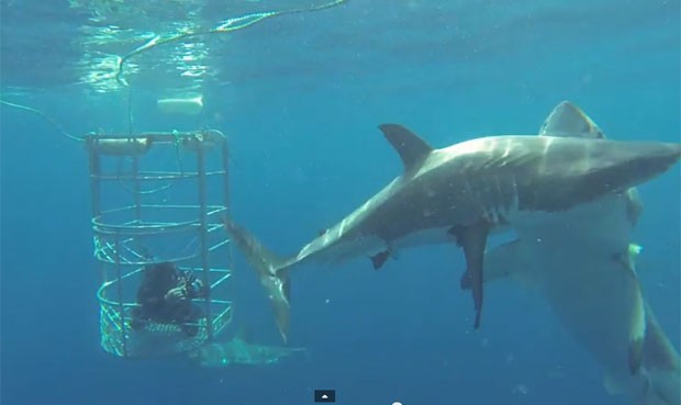 Russell Gordon registrou tubarão branco atacando animal da mesma espécie embaixo d'água (Foto: Reprodução/YouTube/Russell Gordon)