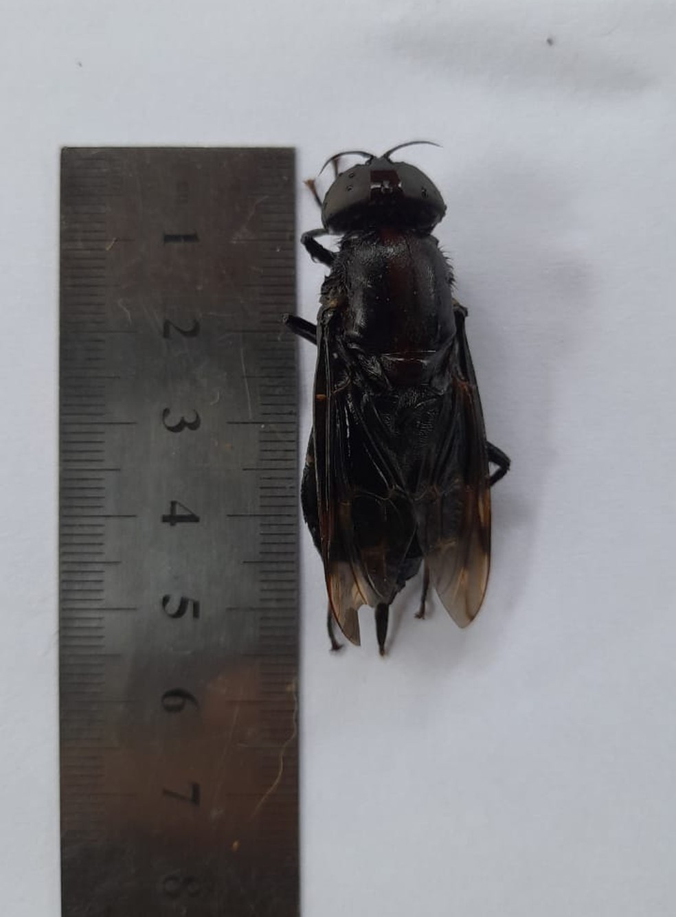Espécime visto em Peruíbe (SP) tem cerca de seis centímetros de comprimento — Foto: Arquivo Pessoal