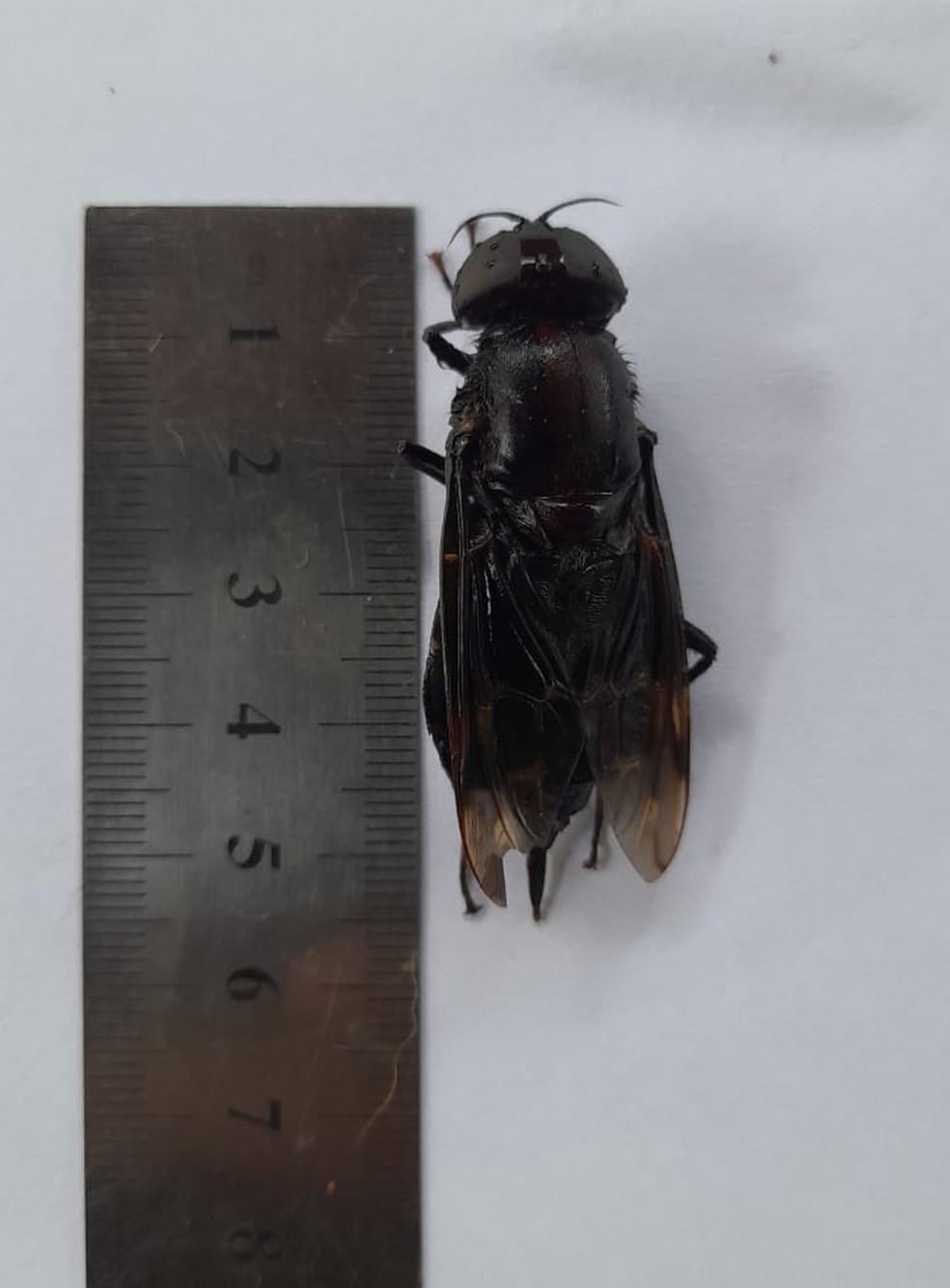 ‘Super mosca’ é encontrada no litoral de São Paulo