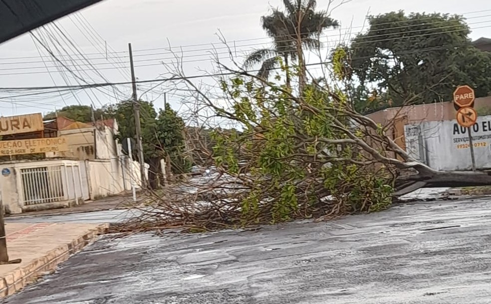 Chuva derruba árvore no cruzamento das ruas Silva Jardim e Paulo Freire, no Jardim América. — Foto: Redes sociais
