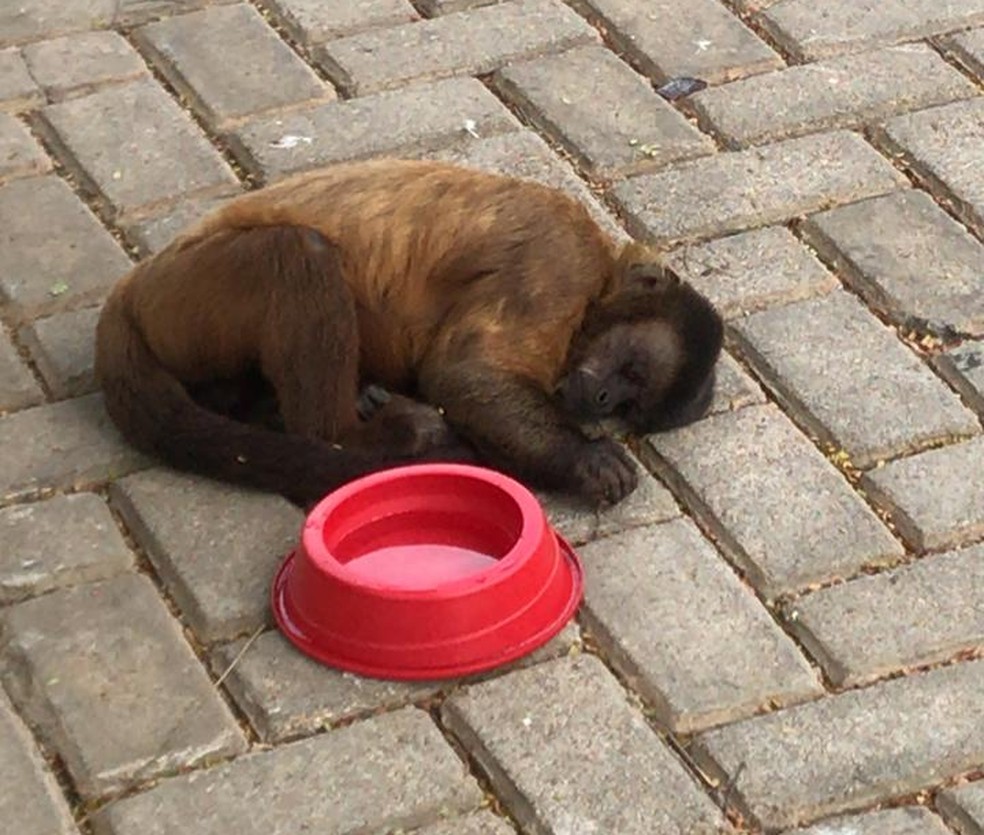 Moradores estão trancados em condomínio e pedem ajuda para capturar macaco — Foto: Foto: Reprodução