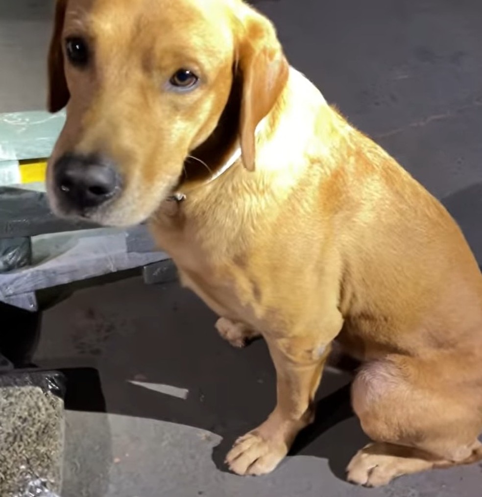 Maradona, o cão farejador da Polícia Militar, encontra 240 kg de cocaína em pneus de caminhão — Foto: Redes sociais/Reprodução