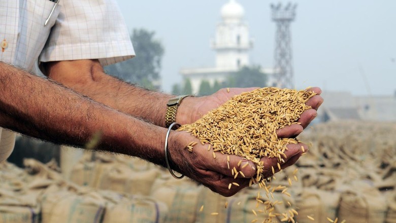 arroz-India (Foto: Neil Palmer / CIAT)