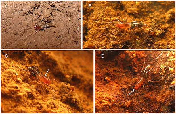 Nova espécie 'Rowlandius ubajara' descoberta no Ceará (Foto: Santos et al/Plos One)