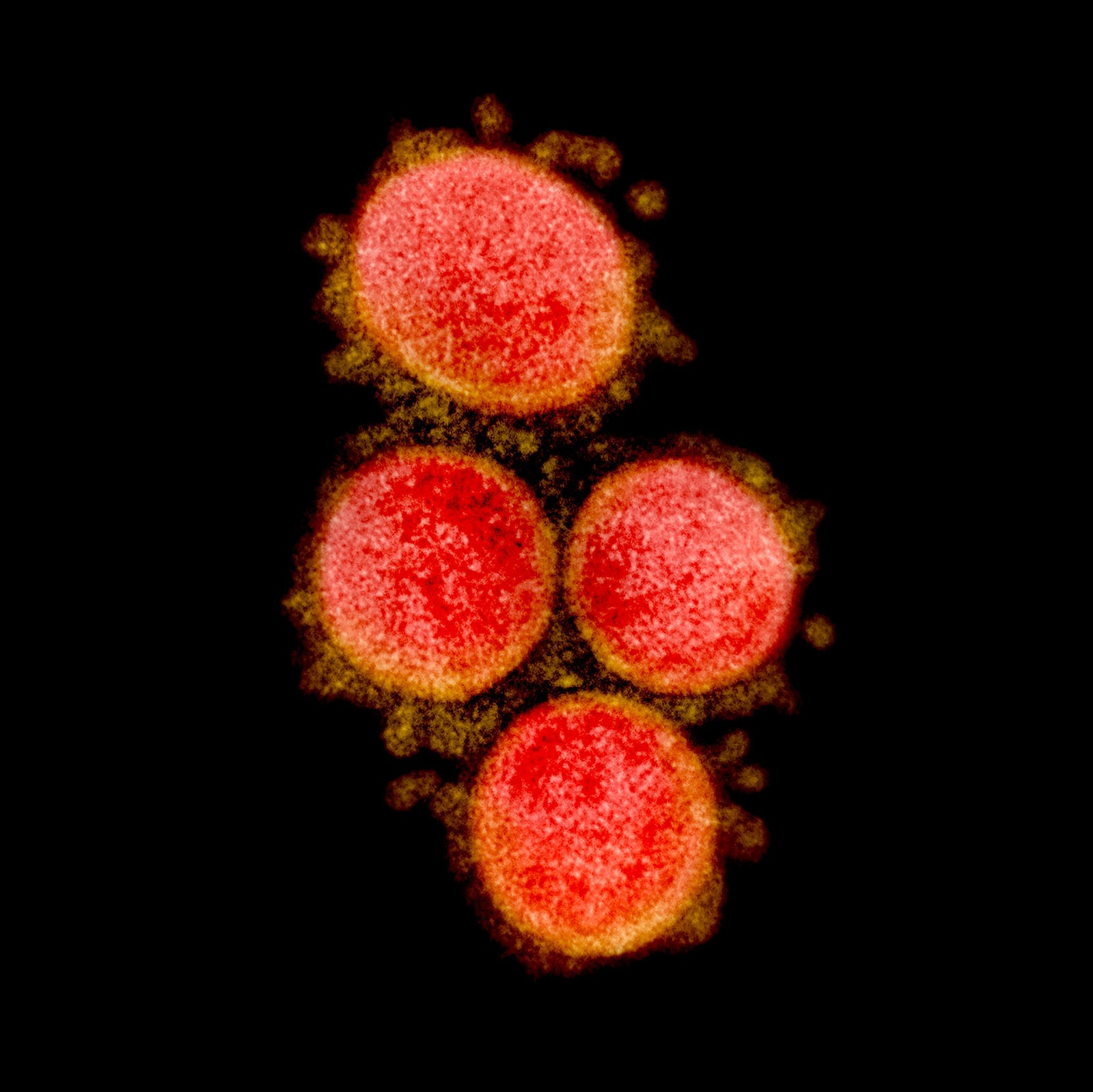 Nova cepa de vírus viral infecta e mata diversos cavalos na Europa