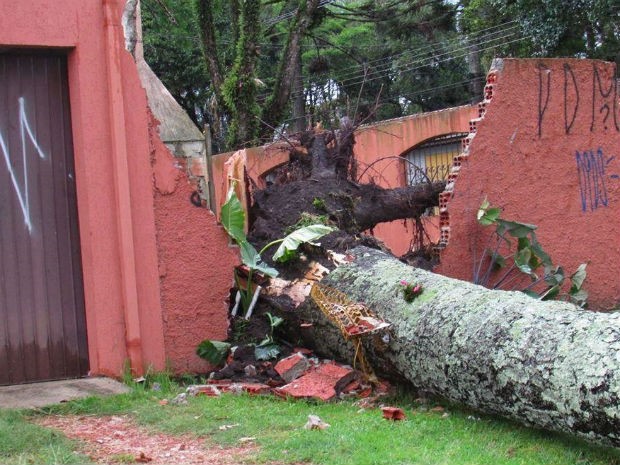 Chuva em Curitiba derrubou várias árvores  (Foto: Jéssica Haluch )