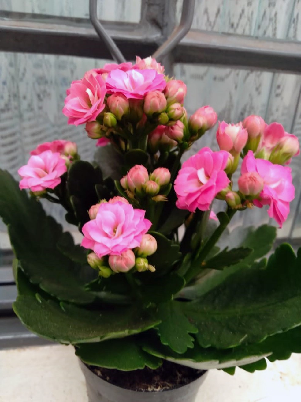 Kalanchoe — Foto: Santo Hamada/Cedida