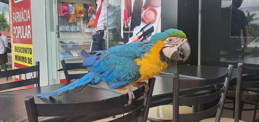 Arara encontrada em restaurante em Águas Claras, no DF — Foto: Polícia Militar/Reprodução