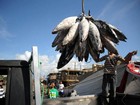 Países da União Europeia alcançam acordo sobre pesca sustentável