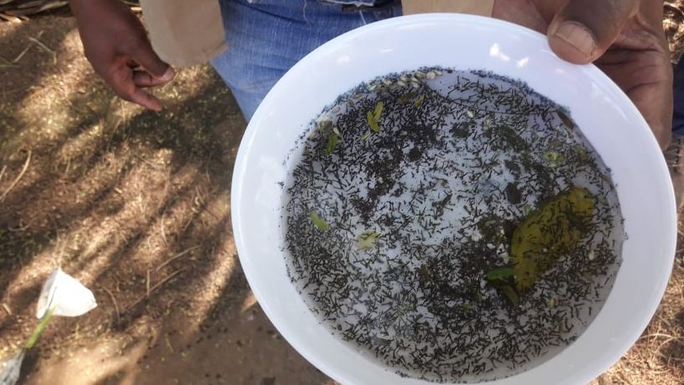 Fiscaliza&ccedil;&atilde;o busca eliminar focos do Aedes aegypti em Presidente Prudente &mdash; Foto: Divulga&ccedil;&atilde;o/SESA