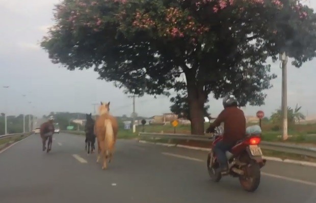 Vídeo mostra três cavalos trotando soltos na GO-060 em Trindade, GO (Foto: Reprodução/TV Anhanguera)
