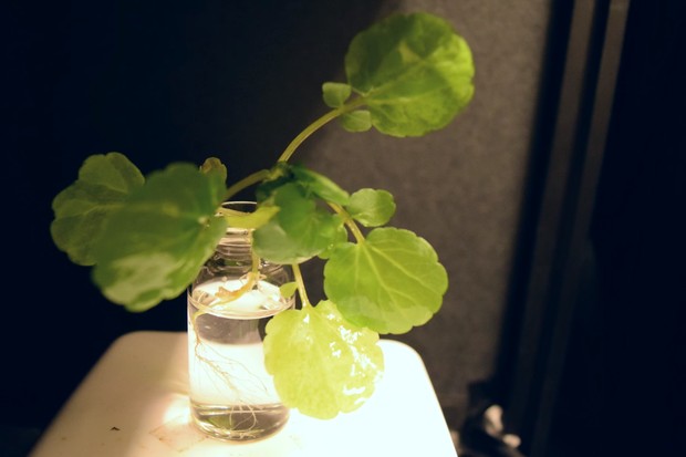 Cientistas do MIT desenvolvem método capaz de fazer com que plantas comuns brilhem no escuro (Foto: Reprodução/YouTube)