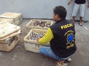 Trezentos quilos de peixes foram apreendidos durante fiscalização (Foto: Divulgação/SSP MA)