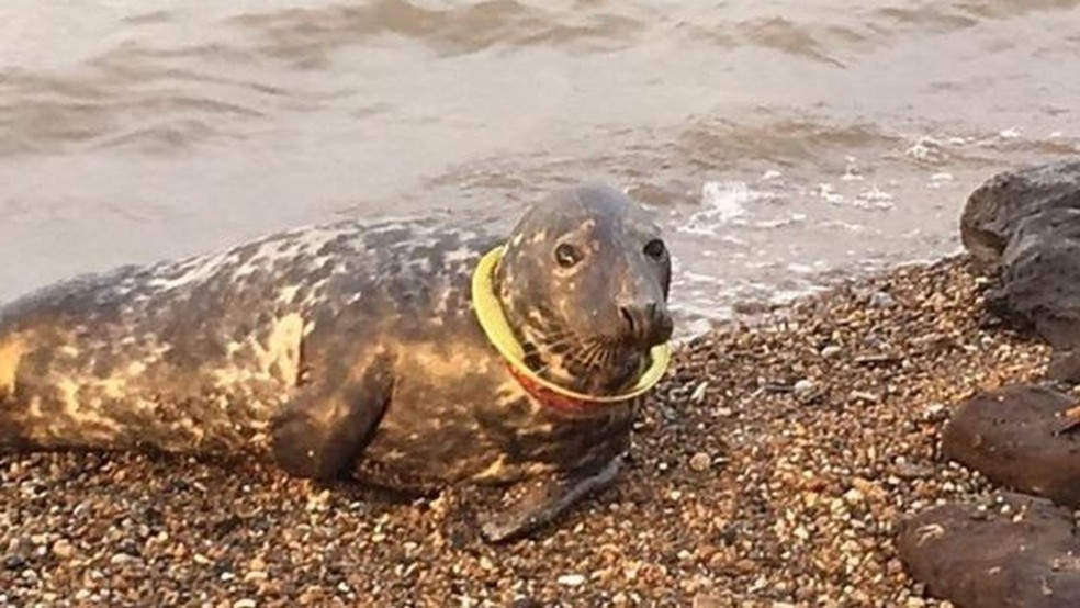 O animal foi abandonado pelas outras focas (Foto: David Vyse)