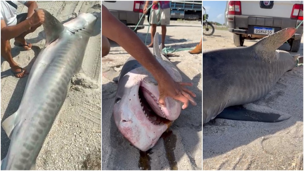 Pescadores capturam tubarão-tigre de três metros de extensão em Jericoacoara, litoral cearense — Foto: TV Verdes Mares/Reprodução