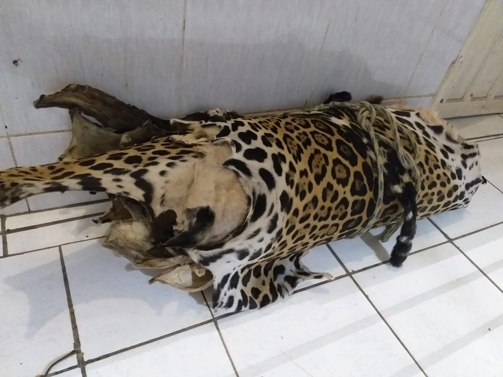 Treza peles e couros de animais silvestres foram encontrados em sítio de Candeias do Jamari.  — Foto: Divulgação/Polícia Civil