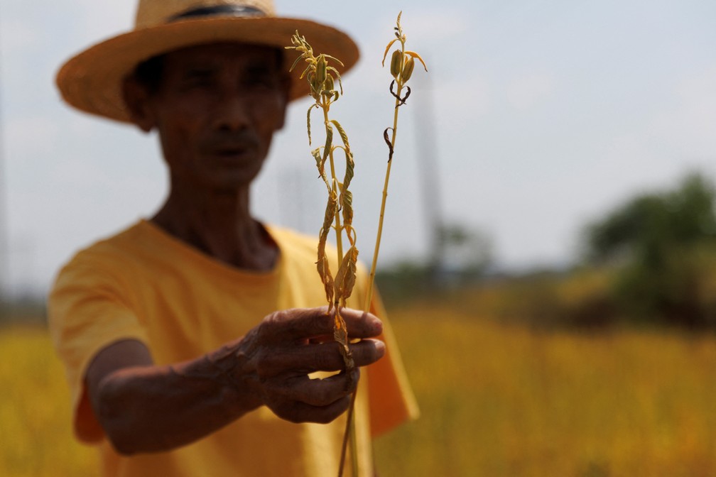 Agricultor da província chinesa de Jiangxi mostra como sua plantação de gergelim foi prejudicada pela seca extrema — Foto: Reuters/Thomas Peter