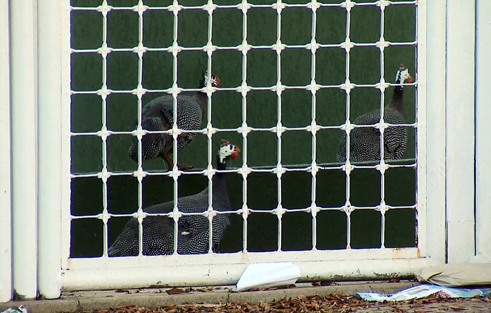 Galinhas-d'angola foram uma das opções para tentar acabar com o problema (Foto: Ronaldo de Oliveira/EPTV)