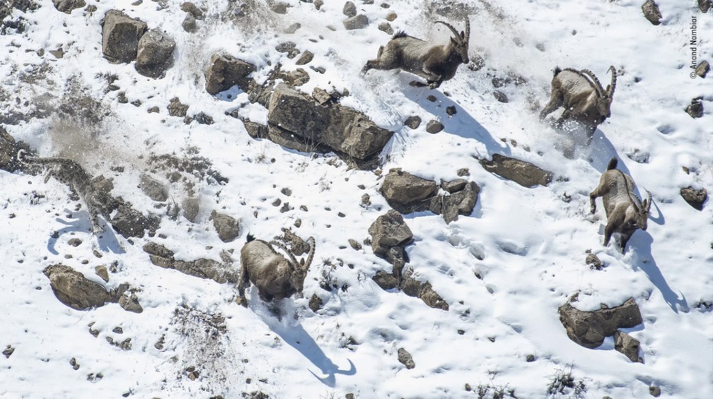 A cena de um leopardo-das-neves caçando um grupo de íbexes garantiu o prêmio de Comportamento: Mamíferos no concurso Fotógrafo de Vida Selvagem do Ano 2022 — Foto: Anand Nambiar/Wildlife Photographer of the Year/Divulgação